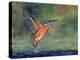 Kingfisher-David Stribbling-Stretched Canvas