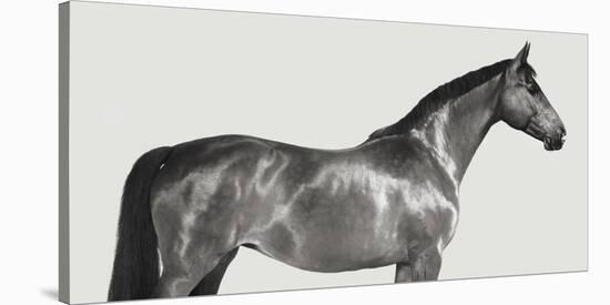 Kingsman Cavalier, English Thoroughbred-Pangea Images-Stretched Canvas