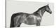 Kingsman Cavalier, English Thoroughbred-Pangea Images-Stretched Canvas