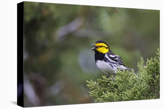 Kinney County, Texas. Golden Cheeked Warbler in Juniper Thicket-Larry Ditto-Premier Image Canvas