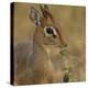 Kirk's Dik-Dik Browsing-Joe McDonald-Premier Image Canvas