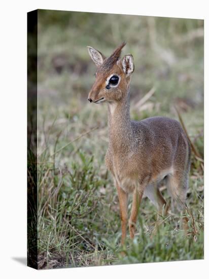 Kirk's Dik-Dik (Madoqua Kirkii), Masai Mara National Reserve, Kenya, East Africa, Africa-James Hager-Premier Image Canvas