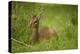 Kirk's Dik-Dik Resting in Grass-Joe McDonald-Premier Image Canvas