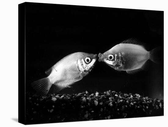 Kissing Gouramis: Romeo on the Right Made a Real Catch, Soon They Will be Swimming Around Together-null-Premier Image Canvas