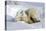 Kissing Polar Bear Cubs-Howard Ruby-Premier Image Canvas
