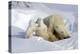 Kissing Polar Bear Cubs-Howard Ruby-Premier Image Canvas