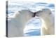 Kissing Polar Bears II-Howard Ruby-Premier Image Canvas