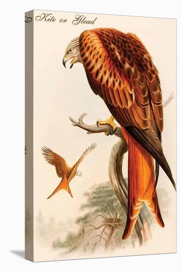 Kite or Glead-John Gould-Stretched Canvas