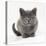 Kitten 11 Weeks Old-null-Premier Image Canvas