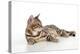 Kitten Bengal Kitten 16 Weeks-null-Premier Image Canvas