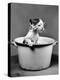 Kitten Emerging from Pot of Milk after Falling into It-Nina Leen-Premier Image Canvas