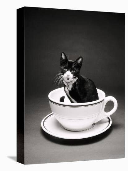 Kitten in a Teacup-Robert Essel-Premier Image Canvas