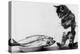 Kitten in an Aquarium Looking at Fishes in a Plate, June 26, 1972-null-Stretched Canvas
