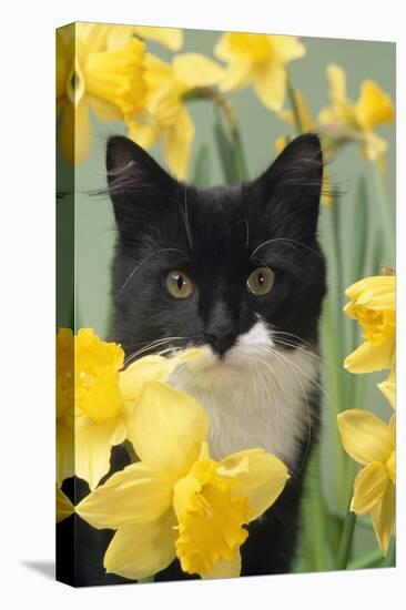 Kitten in Daffodils-null-Premier Image Canvas