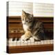 Kitten Playing on Piano-null-Premier Image Canvas