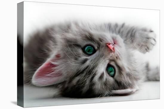 Kitten Rests - Isolated-Orhan-Premier Image Canvas