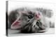 Kitten Rests - Isolated-Orhan-Premier Image Canvas