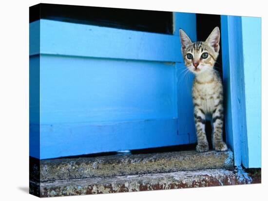 Kitten Standing in Doorway, Apia, Samoa-Will Salter-Premier Image Canvas