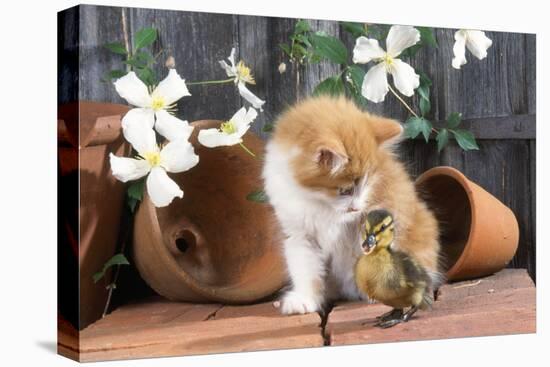 Kitten with Duckling-null-Premier Image Canvas