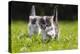 Kittens Exploring Garden Lawn, Germany-Konrad Wothe-Premier Image Canvas