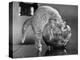 Kittens in a Fish Bowl-null-Premier Image Canvas