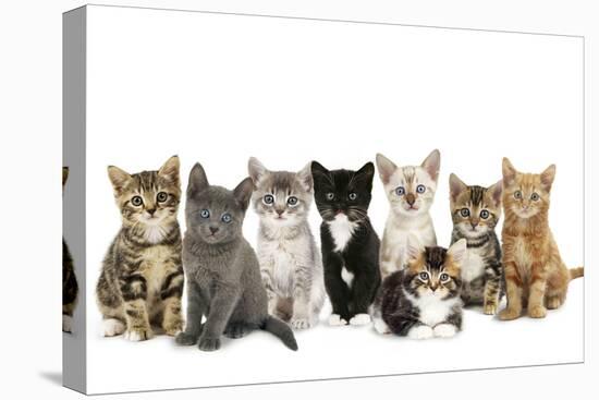 Kittens Line-Up-null-Premier Image Canvas