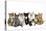 Kittens Line-Up-null-Premier Image Canvas