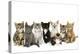 Kittens Line-Up-null-Premier Image Canvas