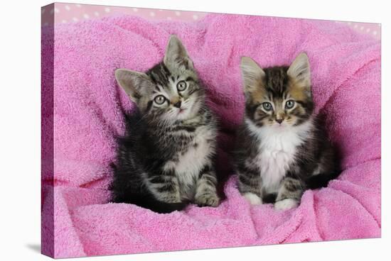 Kittens on Pink Towel-null-Premier Image Canvas