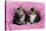 Kittens on Pink Towel-null-Premier Image Canvas
