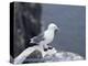 Kittiwake, Pembrokeshire, Wales, United Kingdom-Roy Rainford-Premier Image Canvas