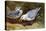 Kittywake Gulls-Archibald Thorburn-Premier Image Canvas