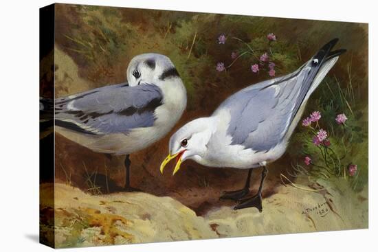 Kittywake Gulls-Archibald Thorburn-Premier Image Canvas