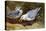 Kittywake Gulls-Archibald Thorburn-Premier Image Canvas