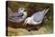 Kittywake Gulls-Archibald Thorburn-Premier Image Canvas