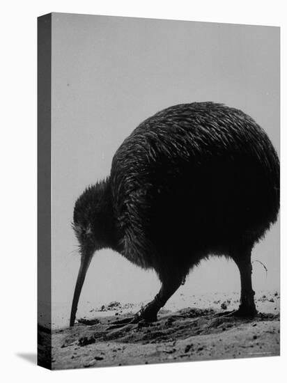 Kiwi Bird at San Diego Zoo-Loomis Dean-Premier Image Canvas