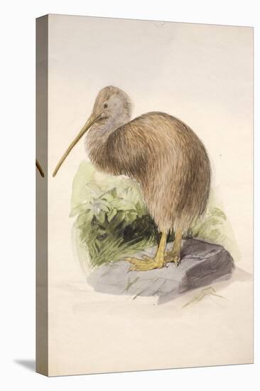 Kiwi, C.1850-Joseph Wolf-Premier Image Canvas