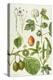Kiwi Fruit and Other Plants-Elizabeth Rice-Premier Image Canvas