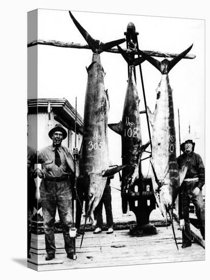 Kiwi Swordfish Catch-null-Premier Image Canvas