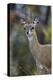 Klipspringer (Oreotragus Oreotragus) Male, Kruger National Park, South Africa, Africa-James Hager-Premier Image Canvas