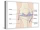 Knee Joint Anatomy, Artwork-Peter Gardiner-Premier Image Canvas