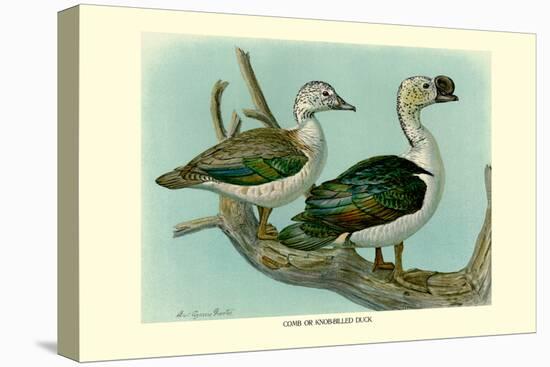 Knob-Billed Ducks-Louis Agassiz Fuertes-Stretched Canvas