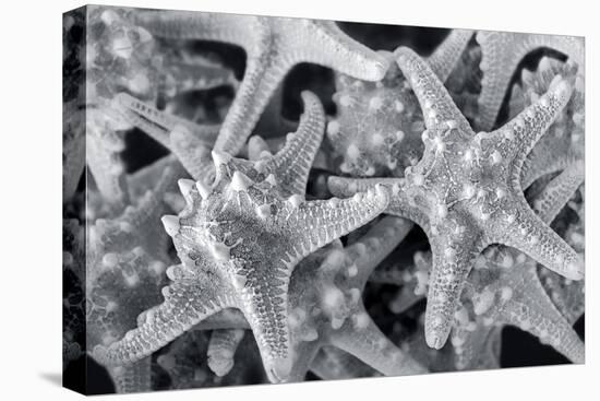 Knobby Starfish, USA-Lisa Engelbrecht-Premier Image Canvas