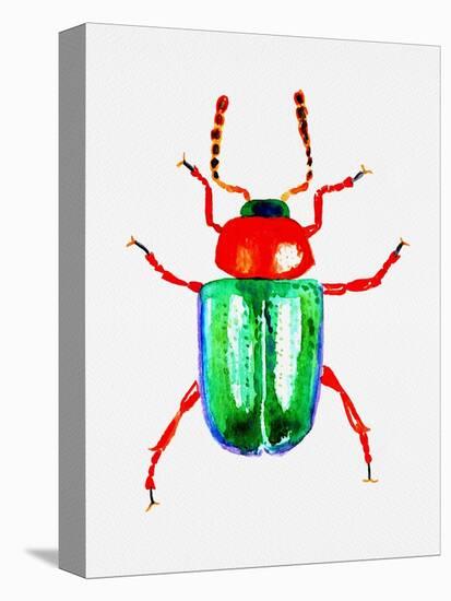 Knotweed Beetle or Gastrophysa Polygoni-Kata Botanical-Premier Image Canvas