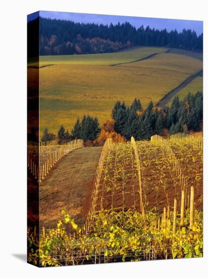 Knutsen Vineyard in the Red Hills of the Willamette Valley, Oregon, USA-Janis Miglavs-Premier Image Canvas