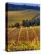 Knutsen Vineyard in the Red Hills of the Willamette Valley, Oregon, USA-Janis Miglavs-Premier Image Canvas