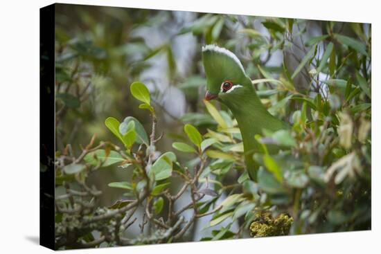 Knysna Turaco (Tauraco Corythaix) in Tree, Kariega Game Reserve, Eastern Cape, South Africa-Neil Aldridge-Premier Image Canvas