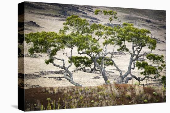 Koa Trees are Set Against Mauna Kea on the Big Island of Hawaii-Jay Goodrich-Premier Image Canvas