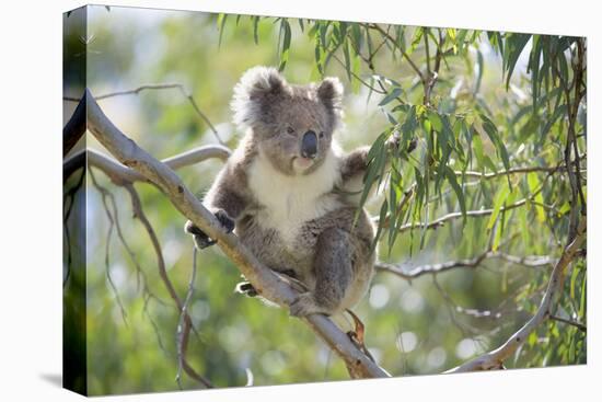 Koala Adult Sitting High Up in the Trees-null-Premier Image Canvas