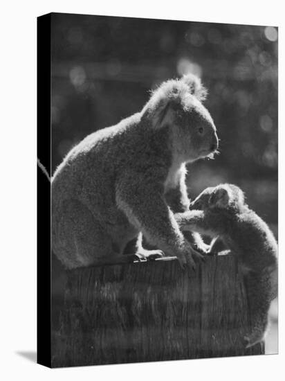 Koala and Her Cub-null-Premier Image Canvas